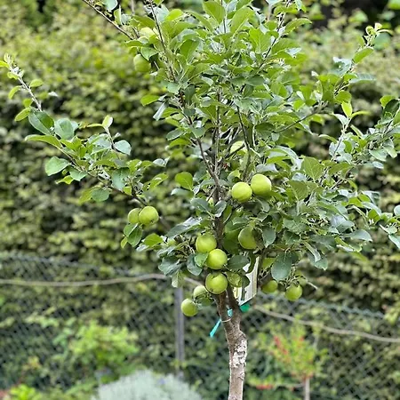 Pensjonat Le Clos Fleuri Fauvillers